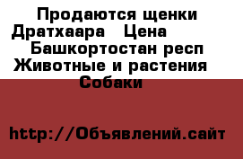 Продаются щенки Дратхаара › Цена ­ 5 000 - Башкортостан респ. Животные и растения » Собаки   